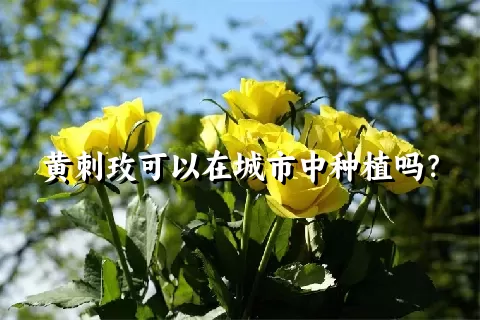 黄刺玫可以在城市中种植吗？