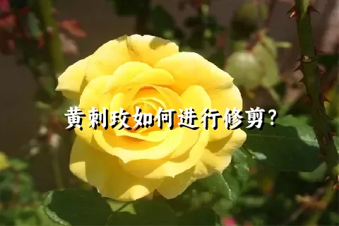 黄刺玫如何进行修剪？
