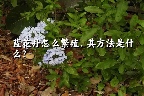 蓝花丹怎么繁殖，其方法是什么？