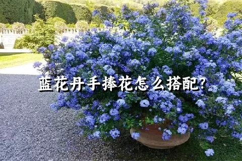 蓝花丹手捧花怎么搭配？