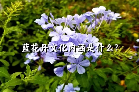 蓝花丹文化内涵是什么？
