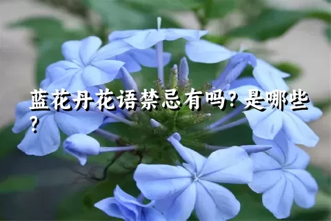 蓝花丹花语禁忌有吗？是哪些？