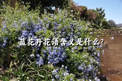 蓝花丹花语含义是什么？