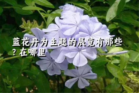 蓝花丹为主题的展览有那些？在哪里