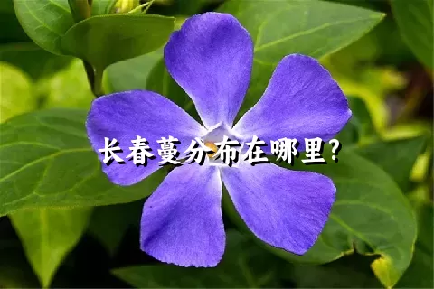 长春蔓分布在哪里?
