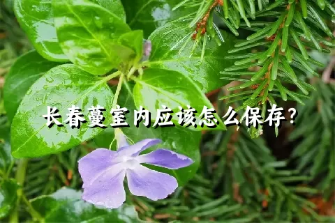 长春蔓室内应该怎么保存？