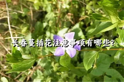 长春蔓插花注意事项有哪些？