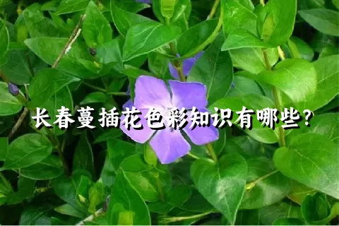 长春蔓插花色彩知识有哪些？