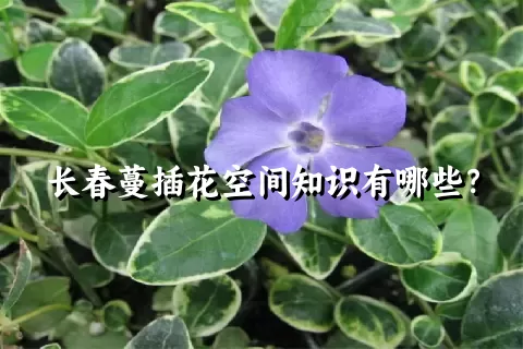 长春蔓插花空间知识有哪些？