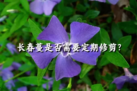 长春蔓是否需要定期修剪？