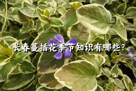 长春蔓插花季节知识有哪些？