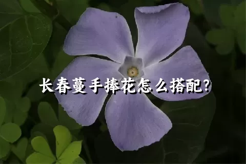 长春蔓手捧花怎么搭配？