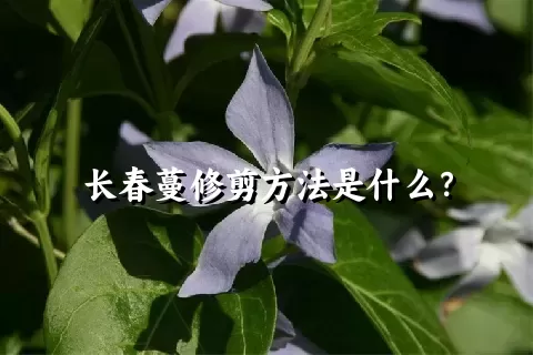 长春蔓修剪方法是什么？