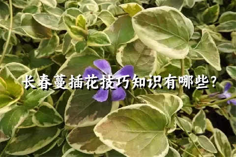 长春蔓插花技巧知识有哪些？