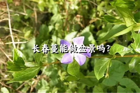 长春蔓能做盆景吗？