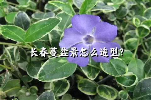 长春蔓盆景怎么造型？