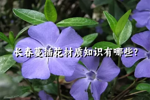 长春蔓插花材质知识有哪些？