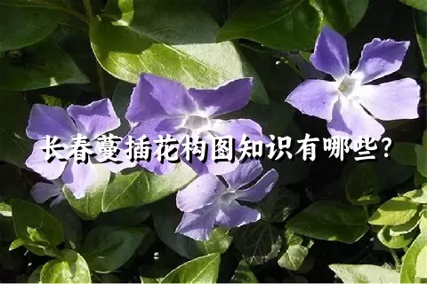 长春蔓插花构图知识有哪些？