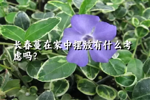 长春蔓在家中摆放有什么考虑吗？