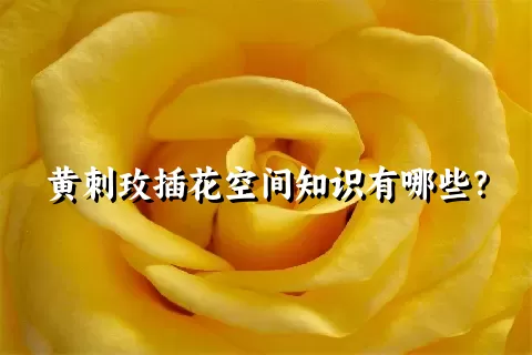 黄刺玫插花空间知识有哪些？