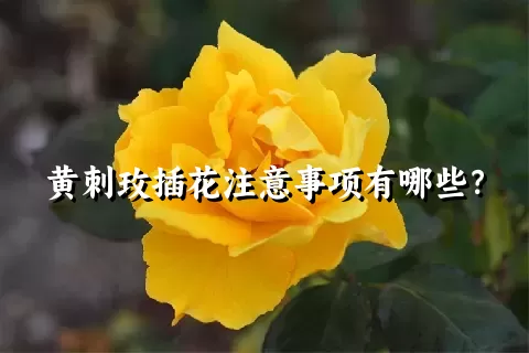 黄刺玫插花注意事项有哪些？