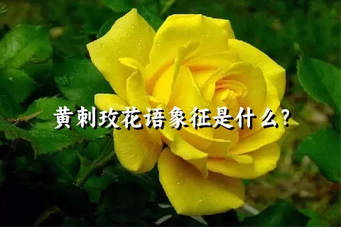 黄刺玫花语象征是什么？