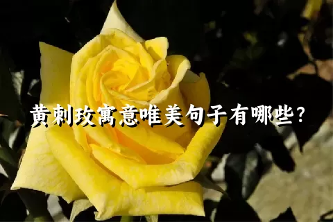 黄刺玫寓意唯美句子有哪些？