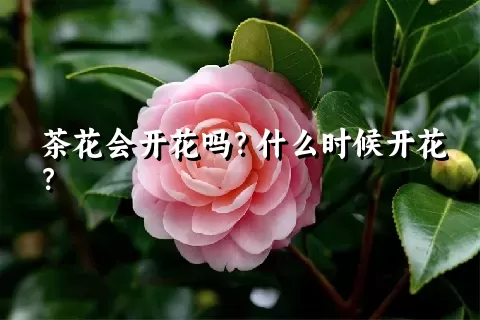 茶花会开花吗？什么时候开花？