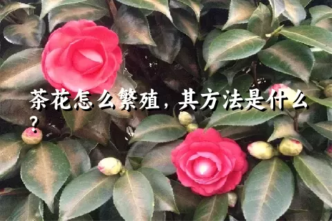 茶花怎么繁殖，其方法是什么？
