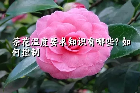 茶花温度要求知识有哪些？如何控制