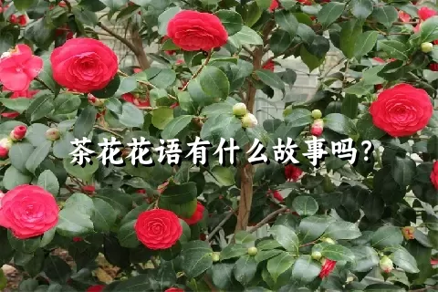 茶花花语有什么故事吗？