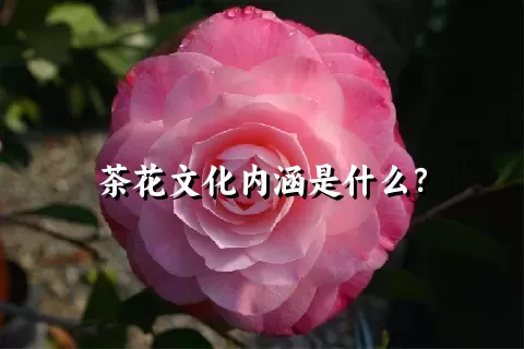 茶花文化内涵是什么？