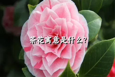 茶花寓意是什么？