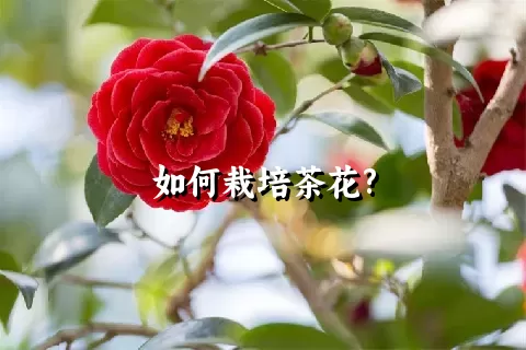 如何栽培茶花?