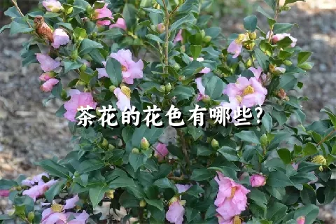 茶花的花色有哪些?