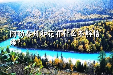 阿勒泰州和花有什么不解情缘？