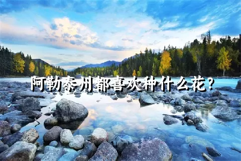 阿勒泰州都喜欢种什么花？