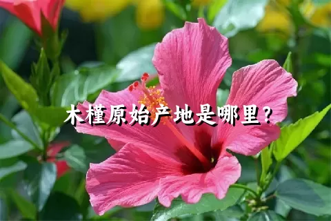 木槿原始产地是哪里？