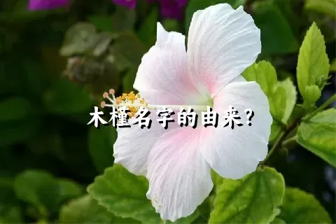 木槿名字的由来？