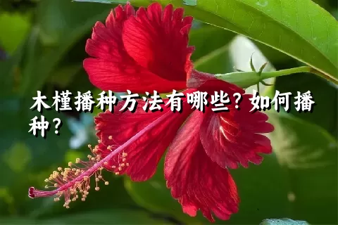 木槿播种方法有哪些？如何播种？