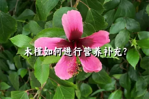 木槿如何进行营养补充？