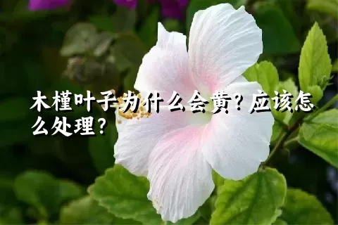 木槿叶子为什么会黄？应该怎么处理？
