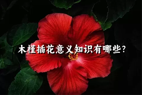 木槿插花意义知识有哪些？