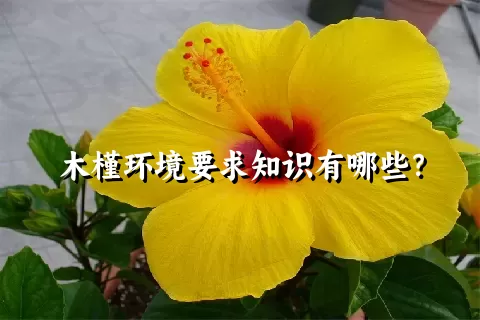 木槿环境要求知识有哪些？