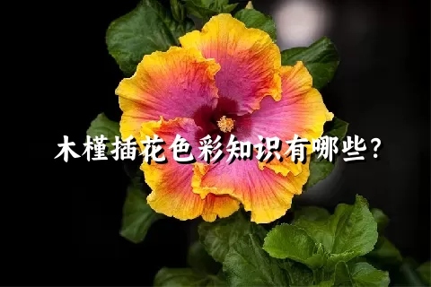 木槿插花色彩知识有哪些？
