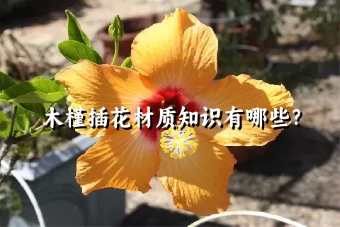 木槿插花材质知识有哪些？