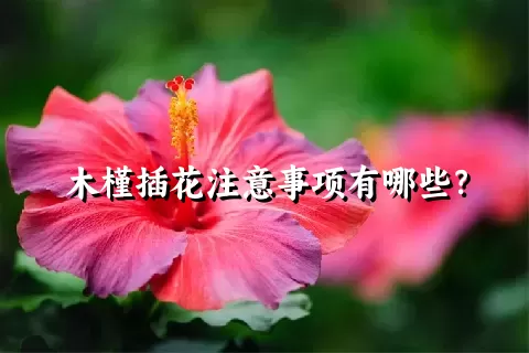 木槿插花注意事项有哪些？