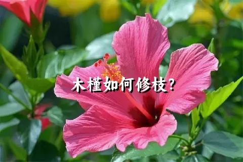 木槿如何修枝？