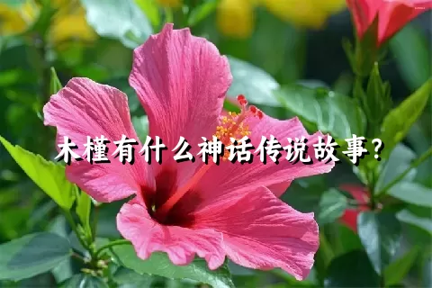 木槿有什么神话传说故事？