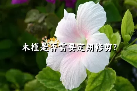 木槿是否需要定期修剪？